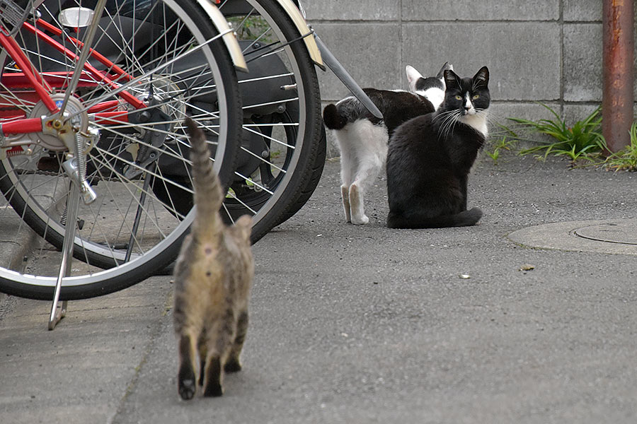 街のねこたち