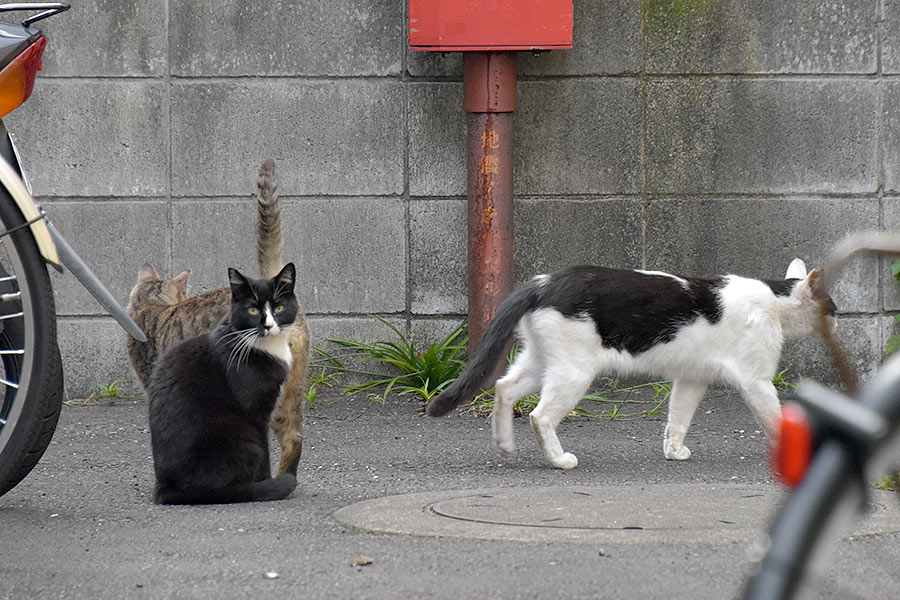 街のねこたち