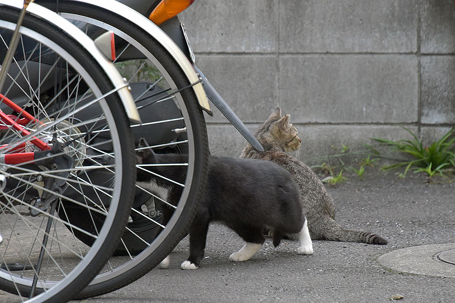 街のねこたち