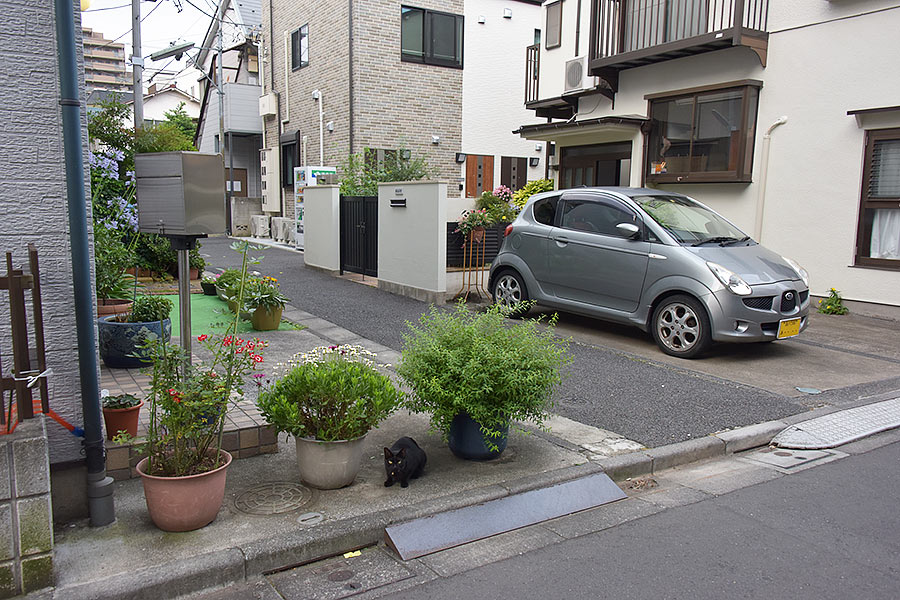 街のねこたち