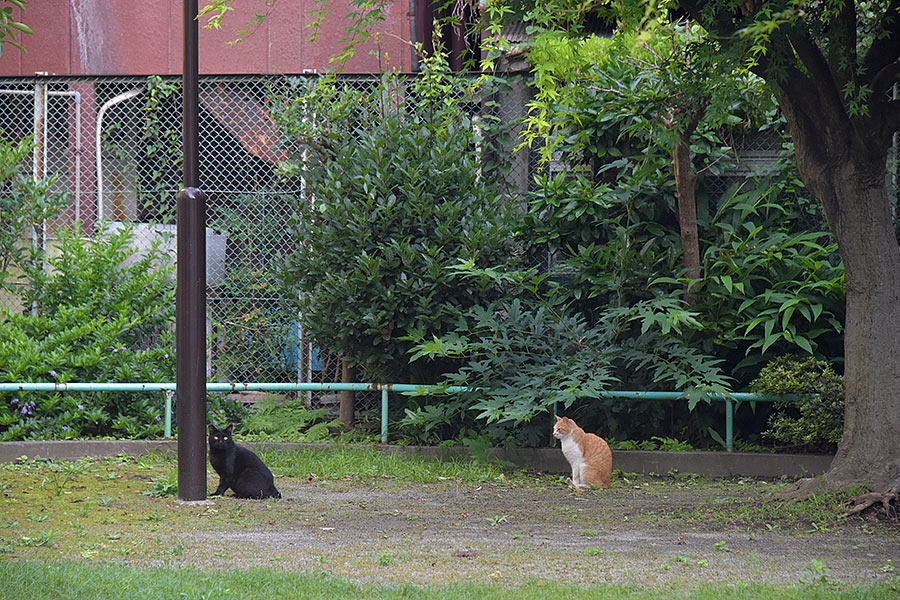 街のねこたち