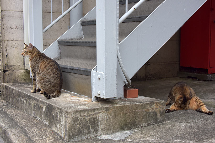 街のねこたち