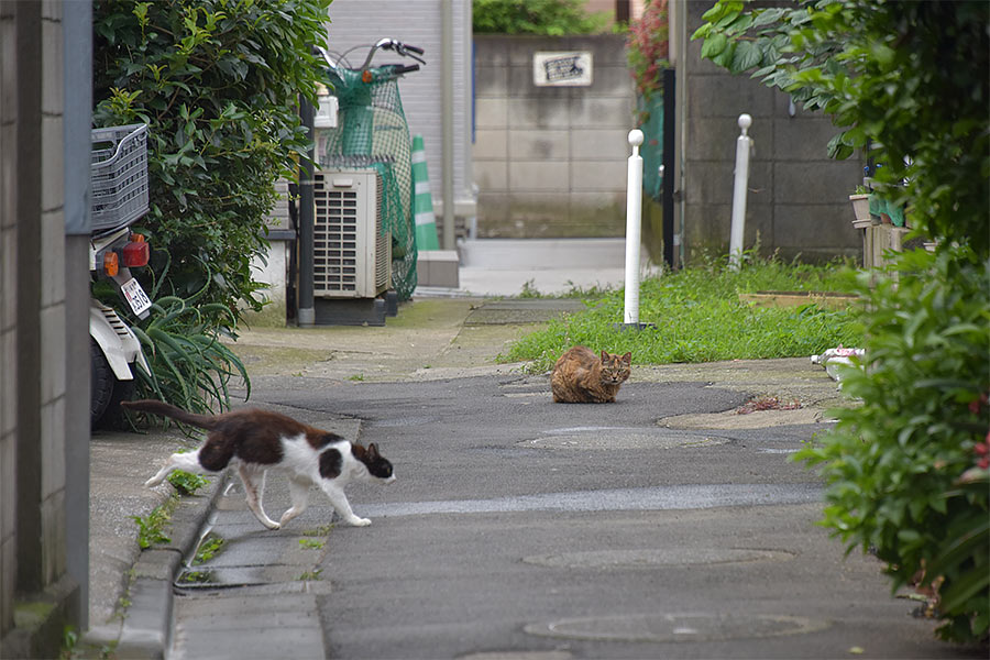 街のねこたち