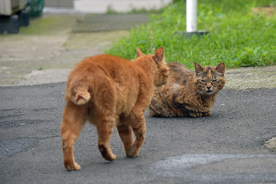 街のねこたち