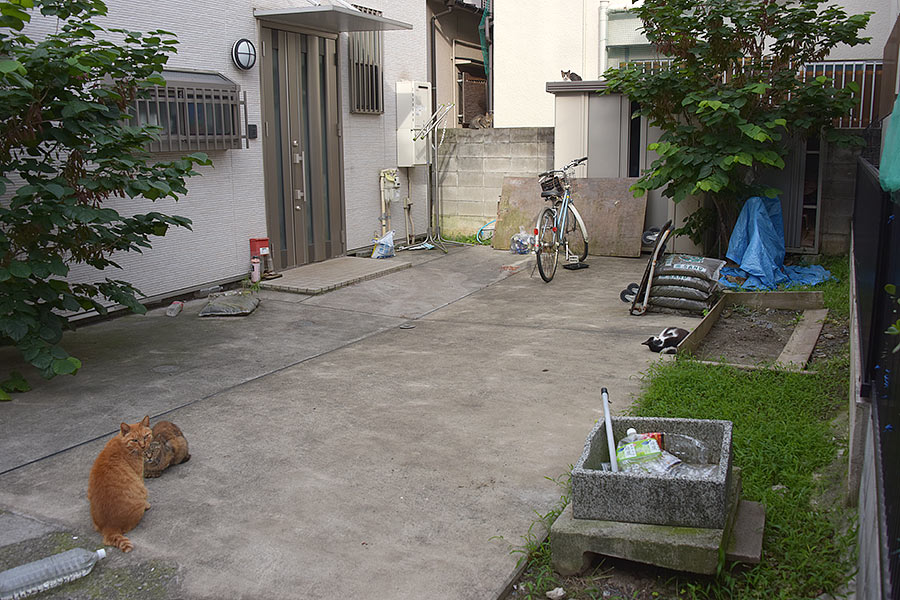 街のねこたち