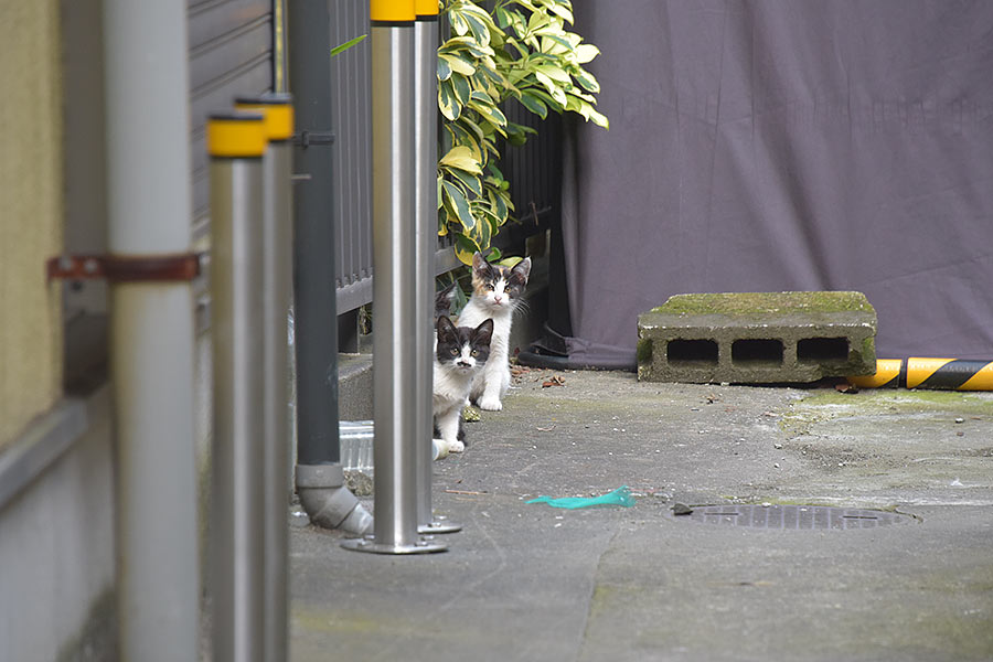 街のねこたち