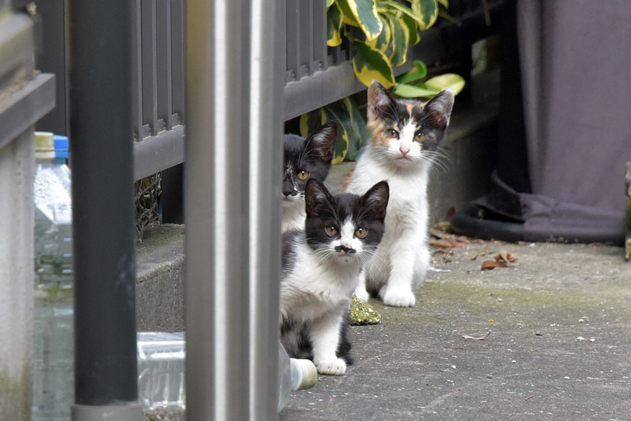 街のねこたち