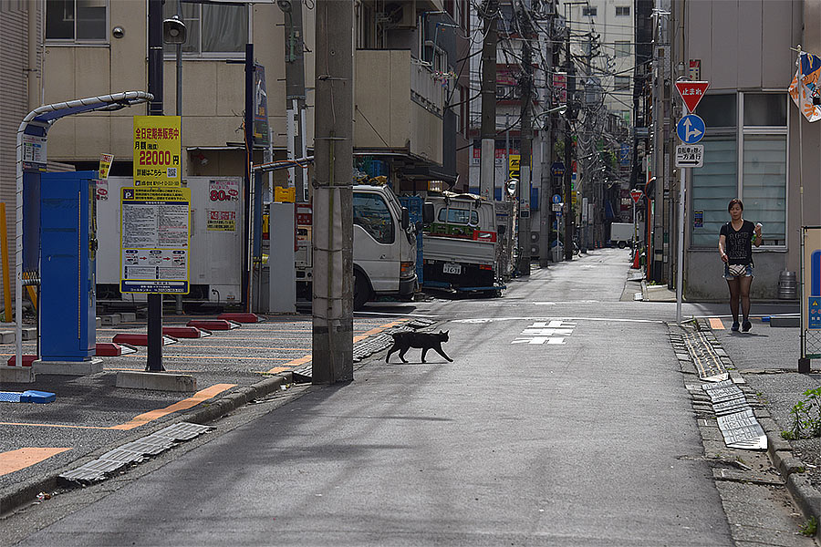 街のねこたち