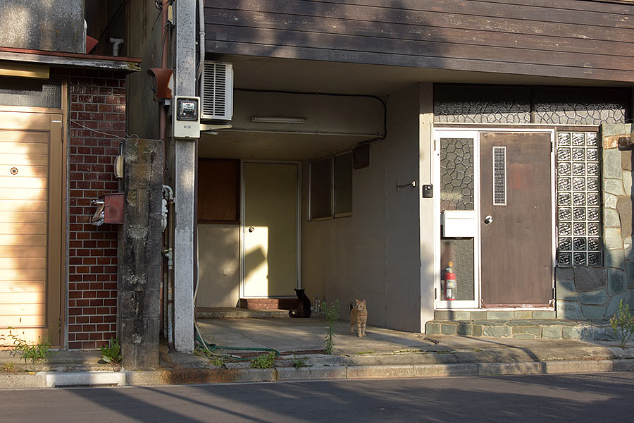 街のねこたち