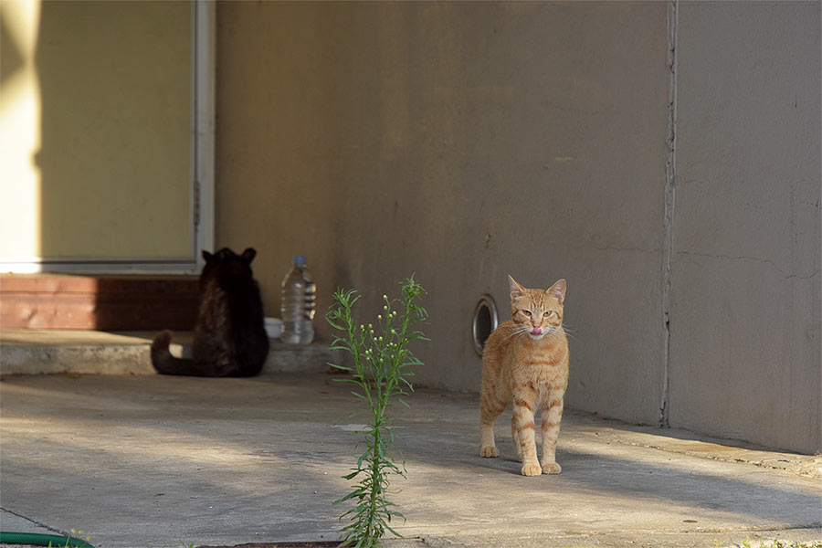 街のねこたち