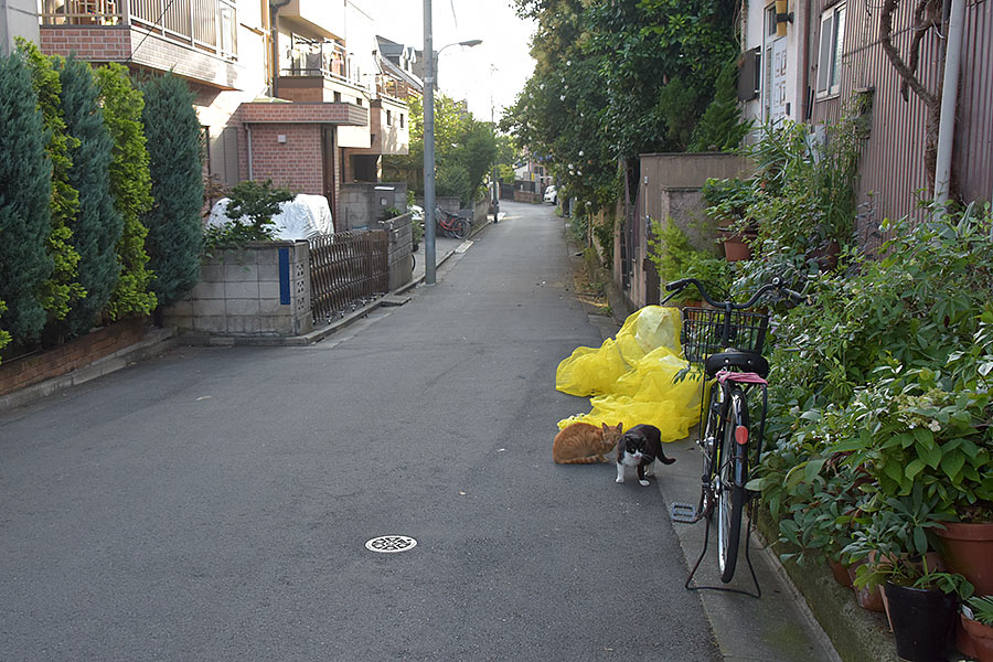 街のねこたち