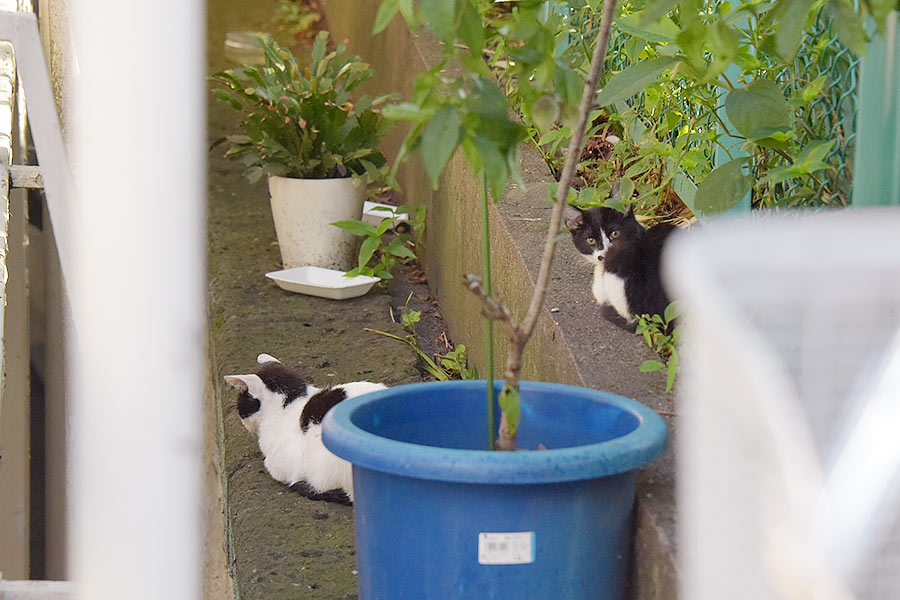 街のねこたち