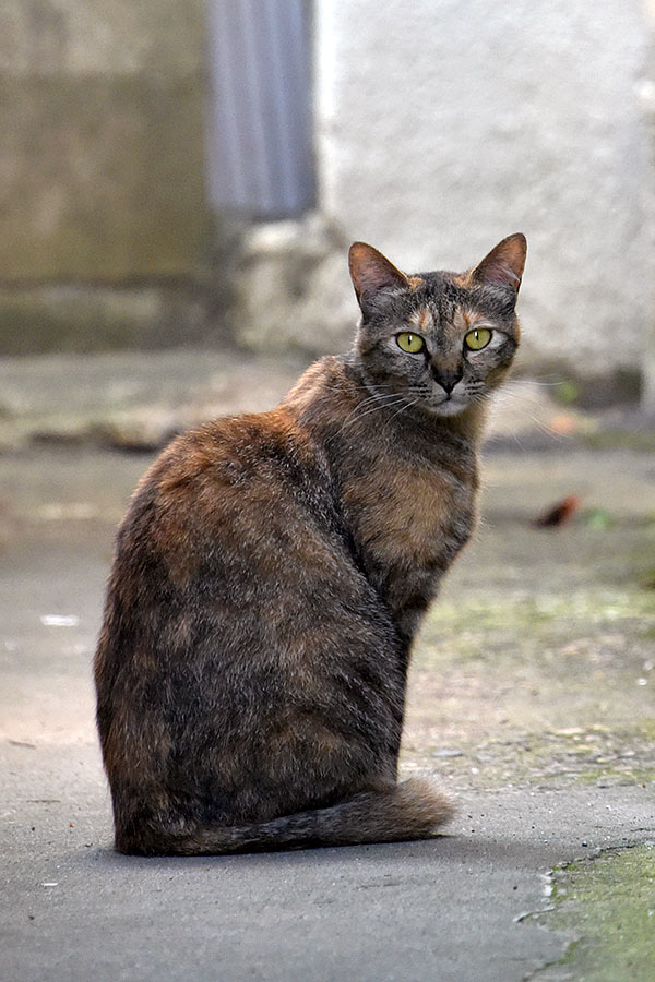 街のねこたち