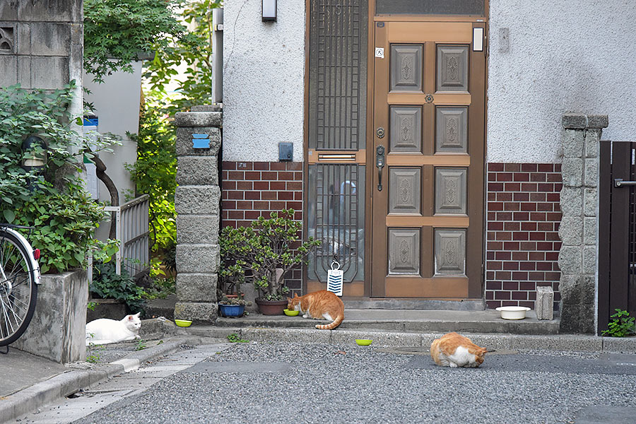 街のねこたち