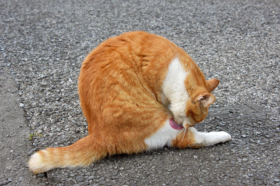 街のねこたち