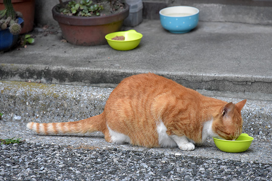 街のねこたち