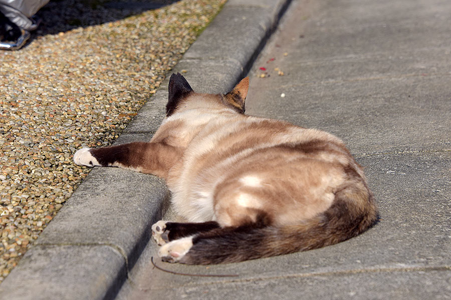 街のねこたち