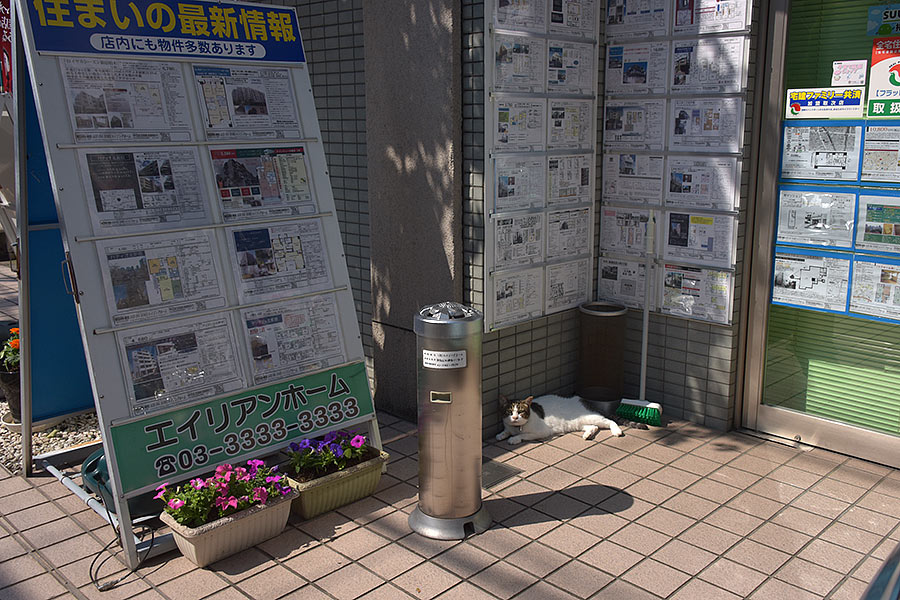 街のねこたち