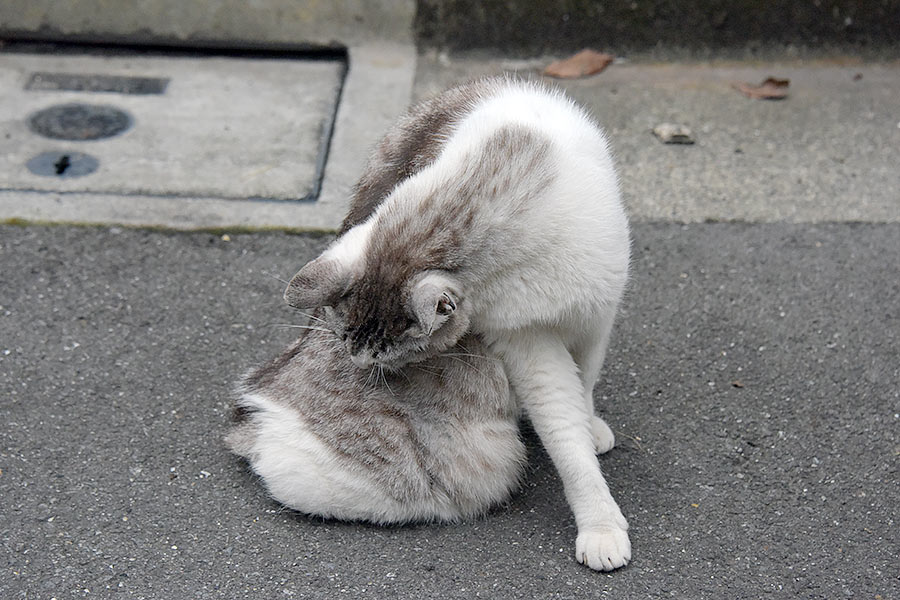 街のねこたち