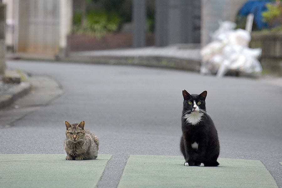 街のねこたち