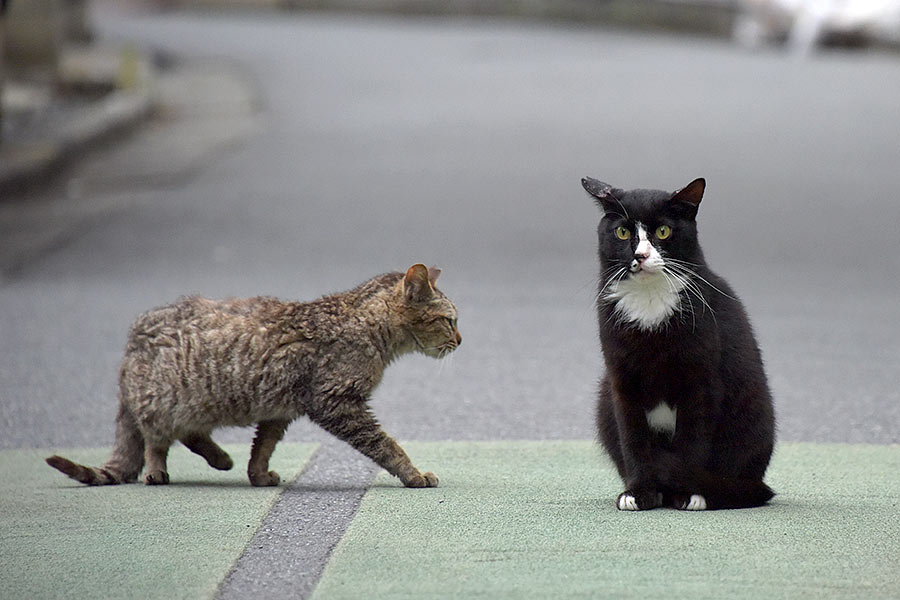 街のねこたち