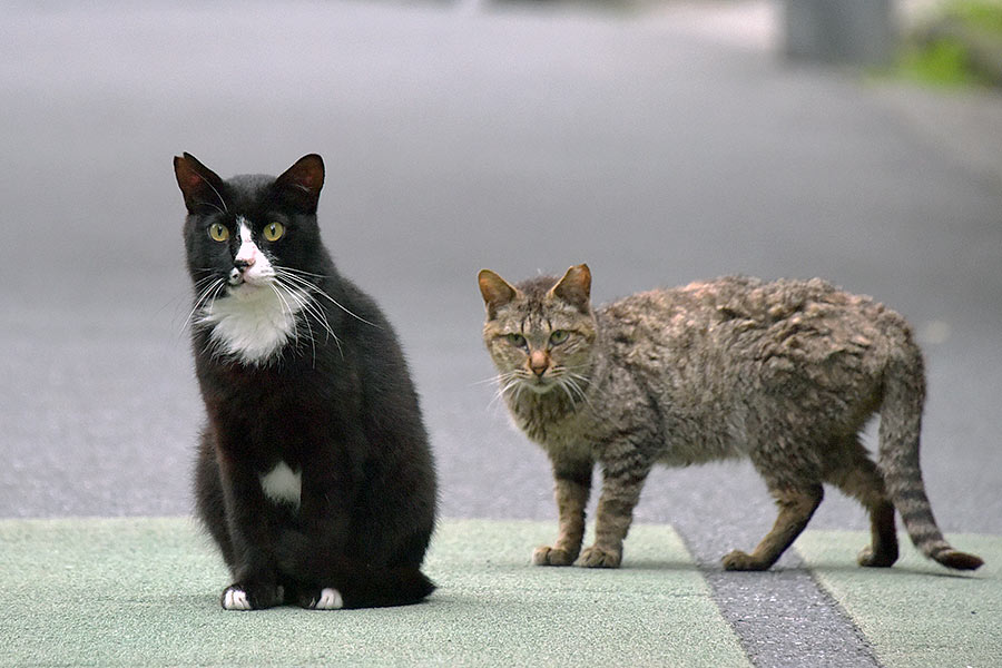 街のねこたち