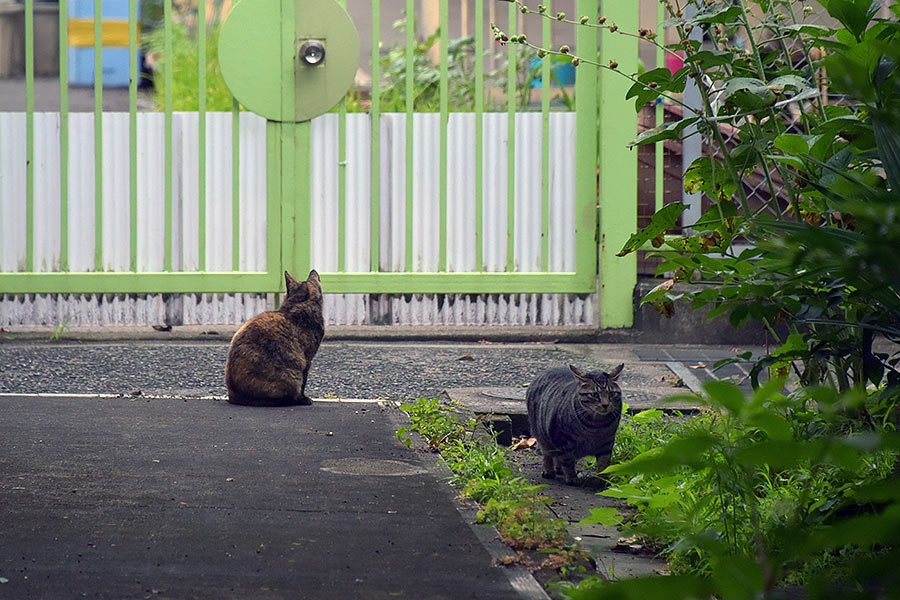 街のねこたち