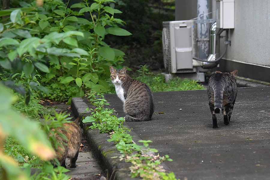 街のねこたち