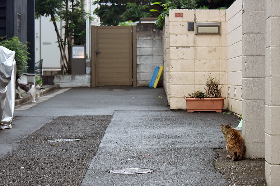 街のねこたち