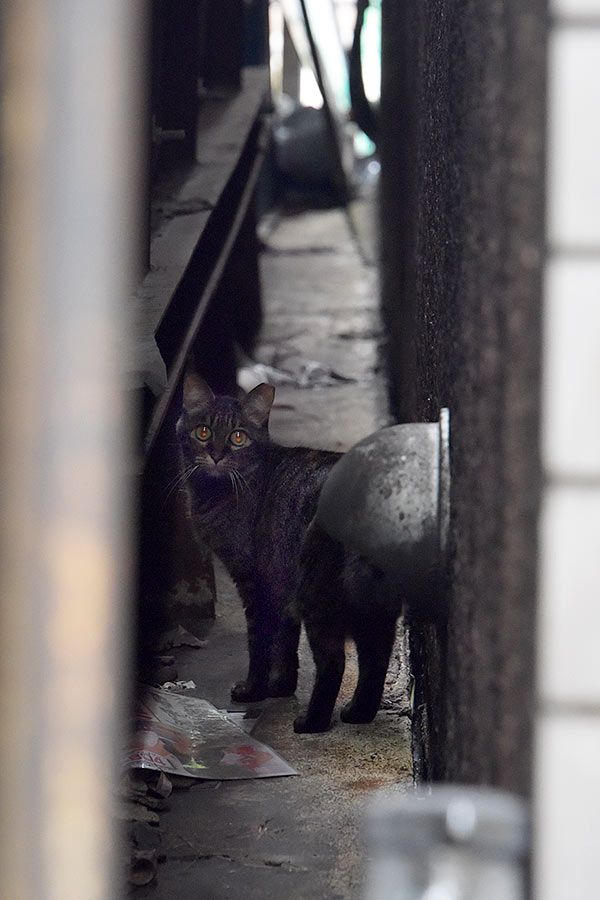 街のねこたち