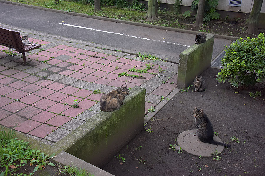 街のねこたち