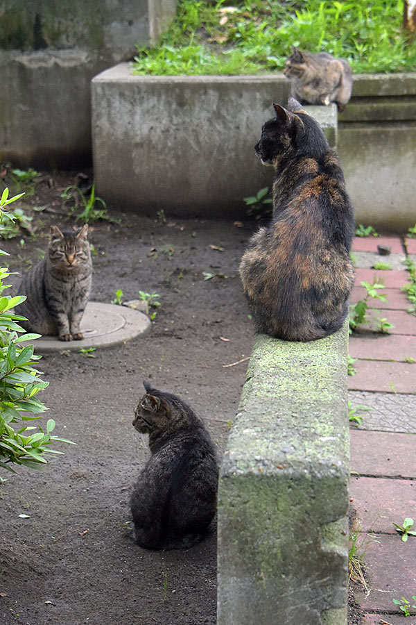 街のねこたち