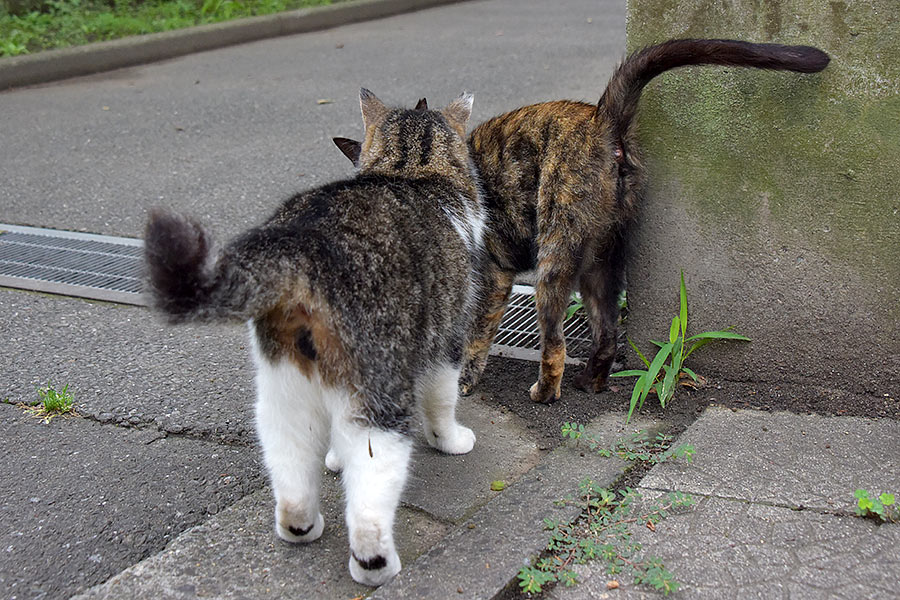 街のねこたち