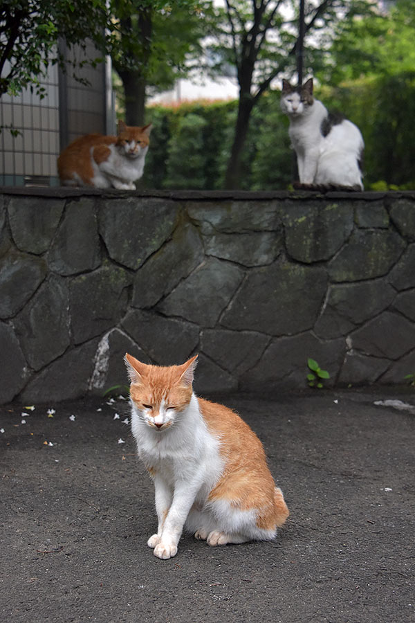 街のねこたち
