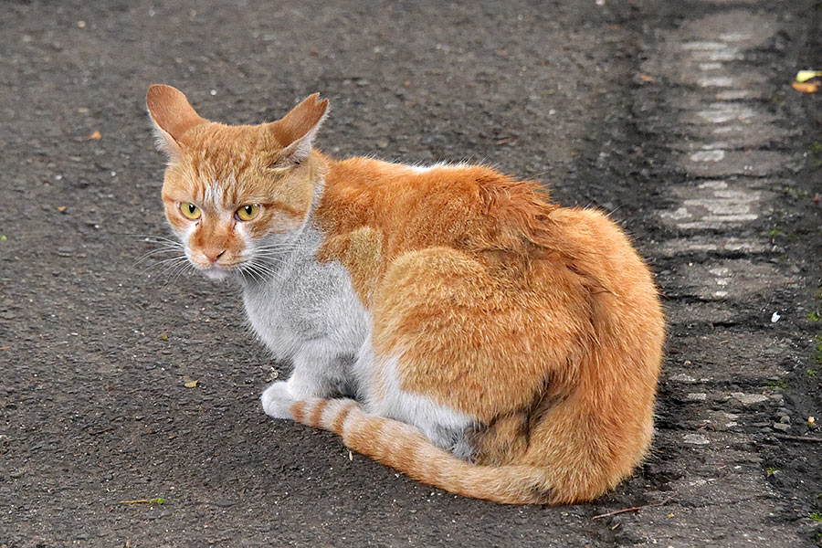 街のねこたち