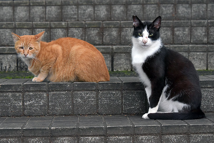 街のねこたち