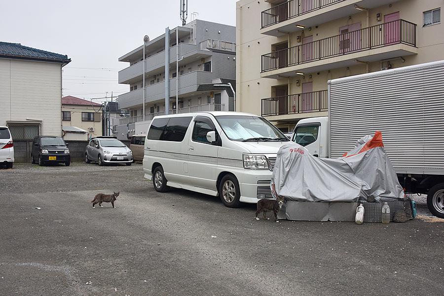 街のねこたち