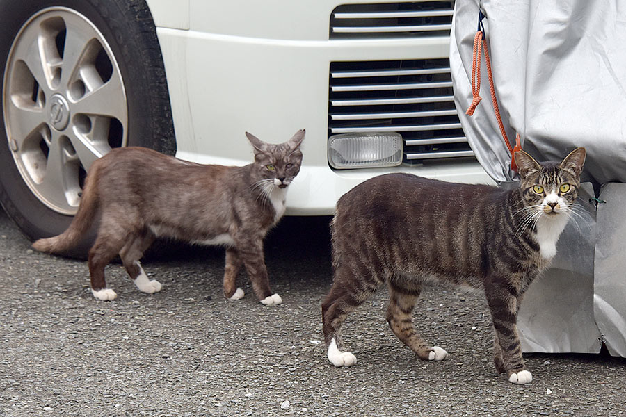 街のねこたち