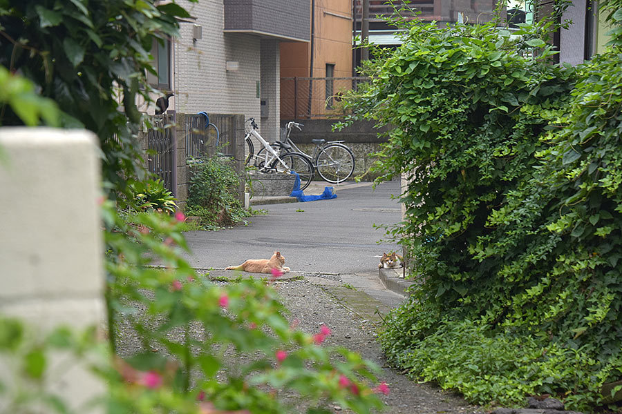 街のねこたち