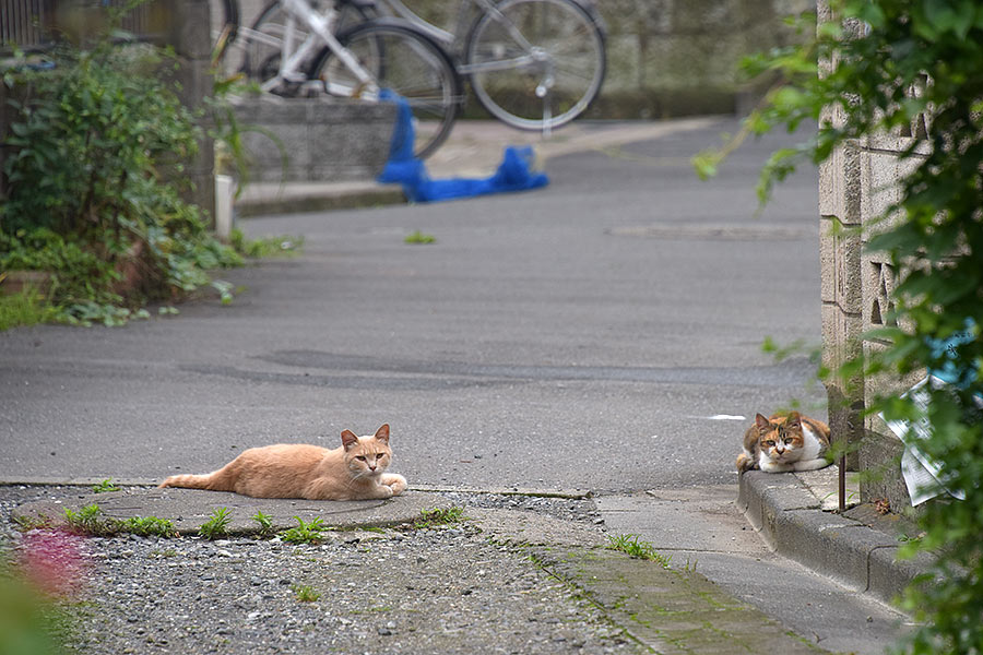 街のねこたち