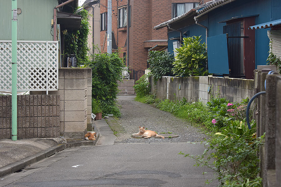 街のねこたち