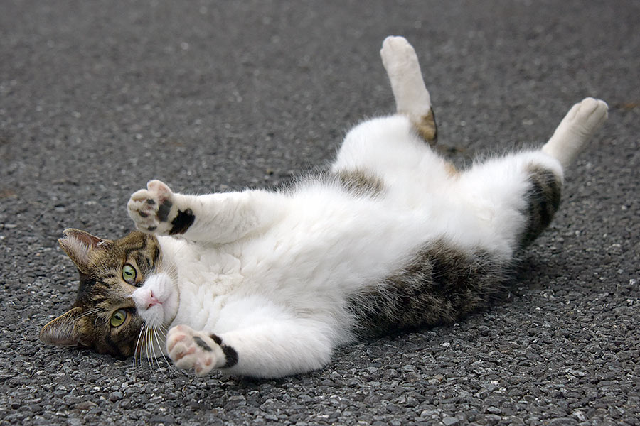 街のねこたち