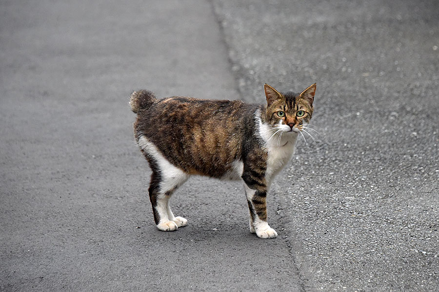 街のねこたち
