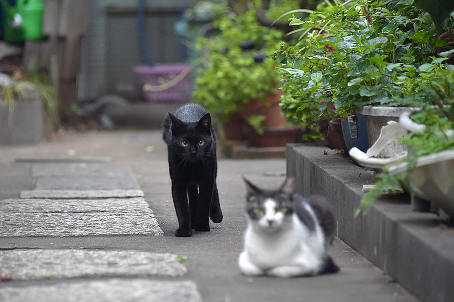 街のねこたち