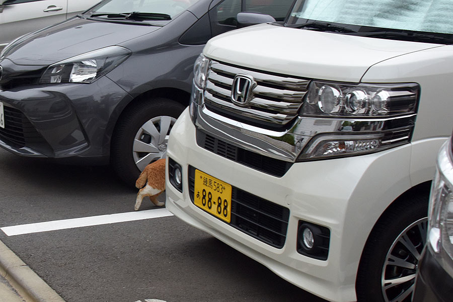 街のねこたち