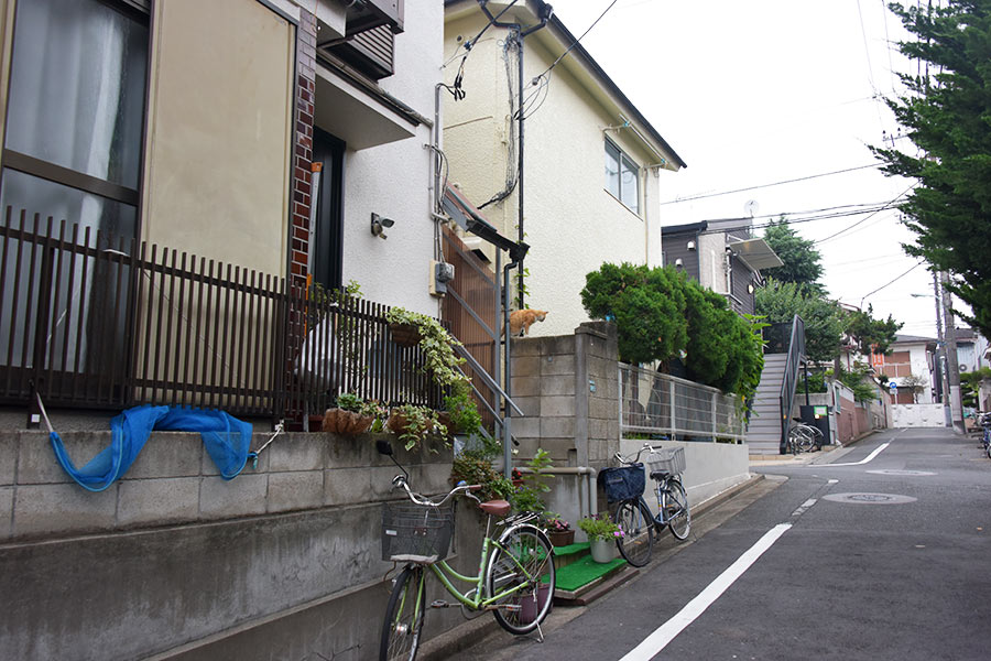 街のねこたち