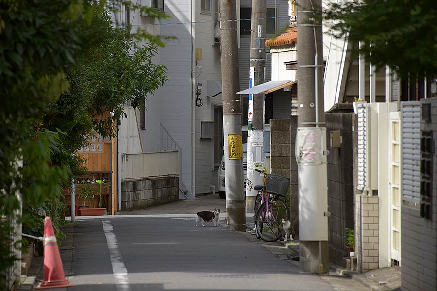 街のねこたち