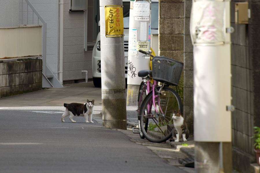 街のねこたち