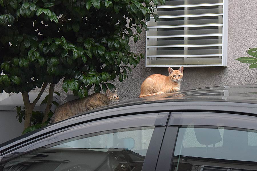 街のねこたち