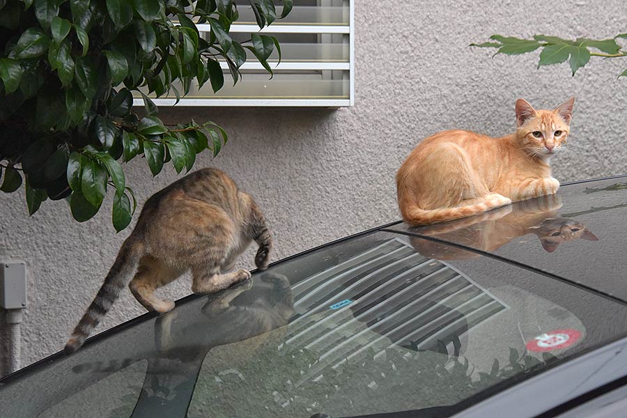 街のねこたち